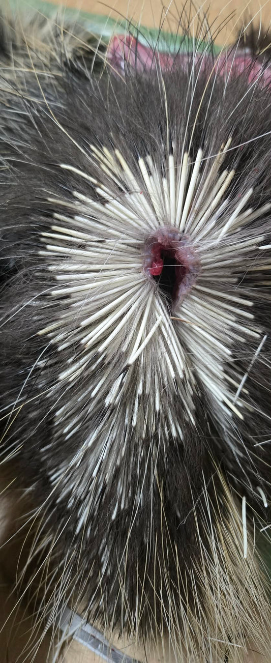 Frozen Porcupine Pelt | Raw Salvaged Specimen