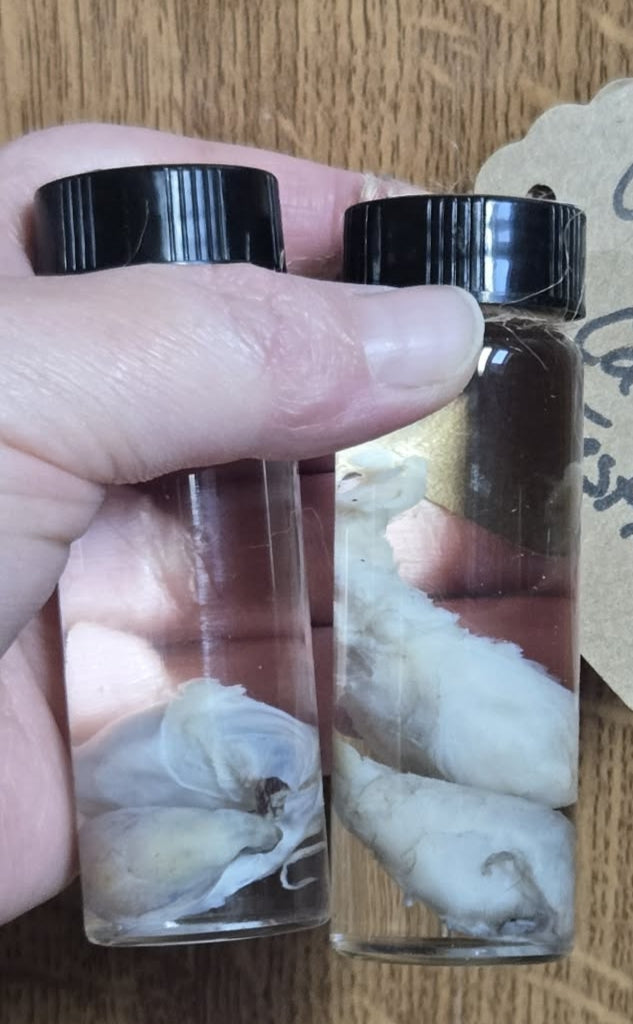 Feline testicle wet specimens
