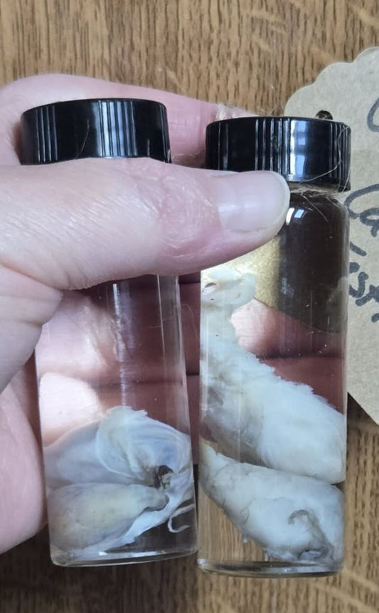 Feline testicle wet specimens