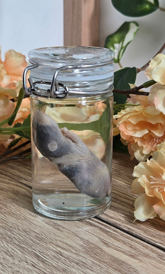 Baby Rat Wet Specimen WS32