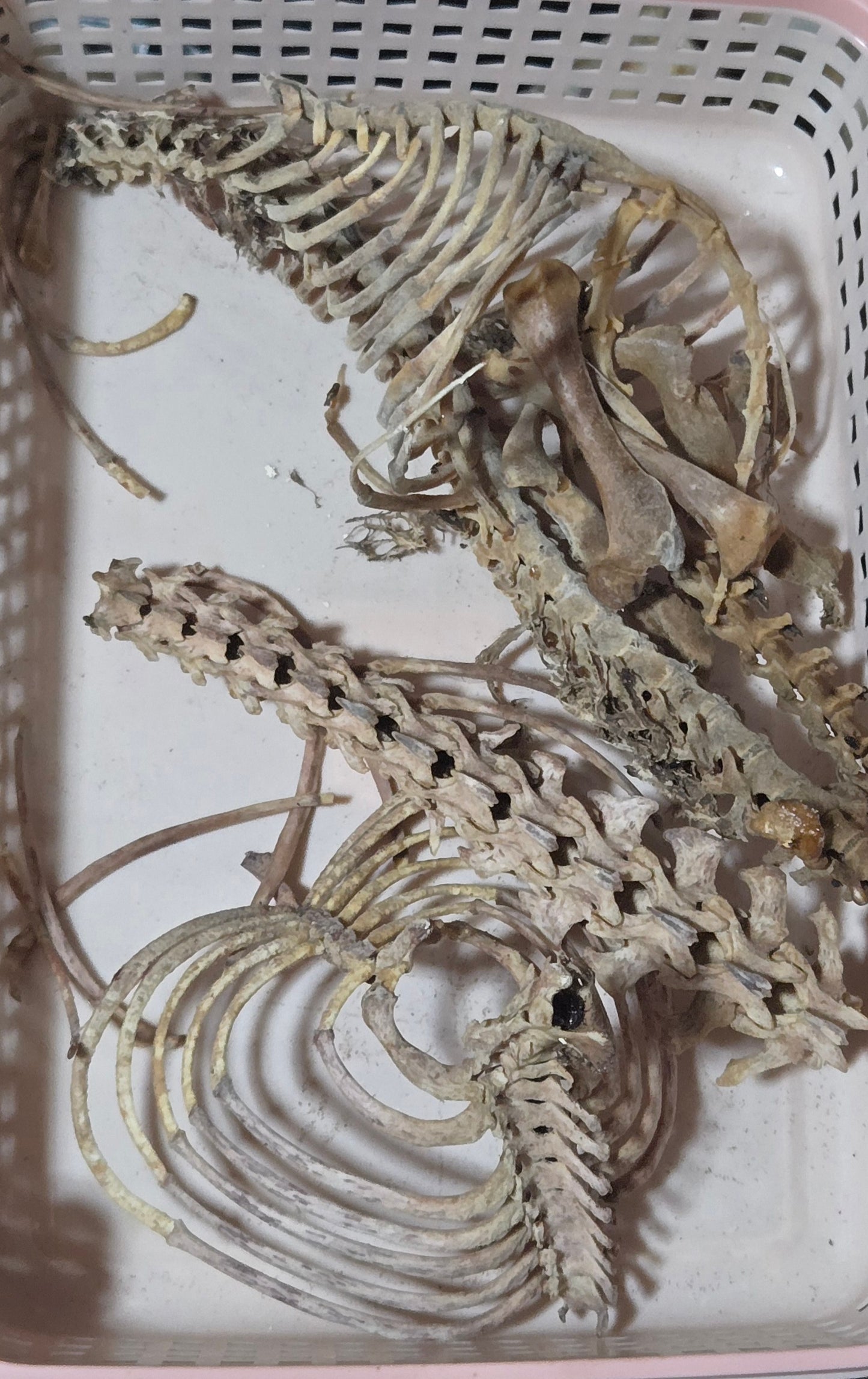 Bone lot