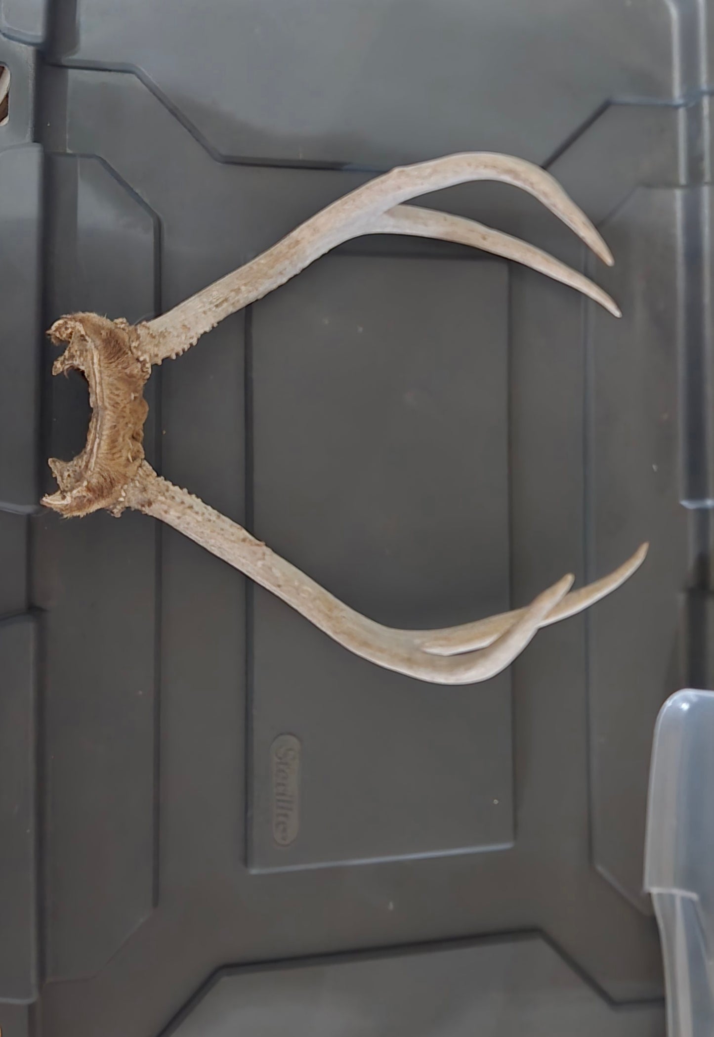 Mule deer antler lot of 3