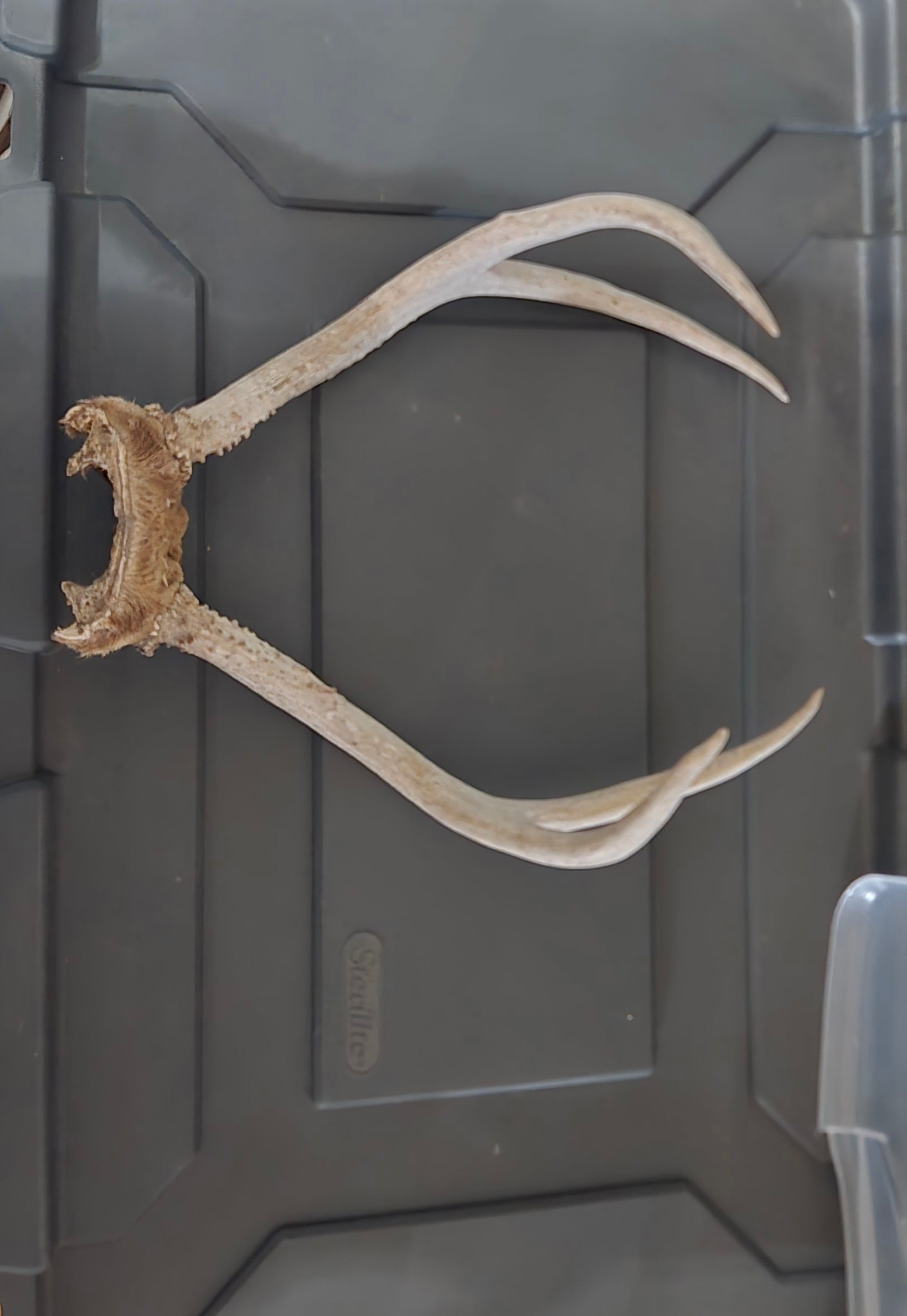 Mule deer antler lot of 3
