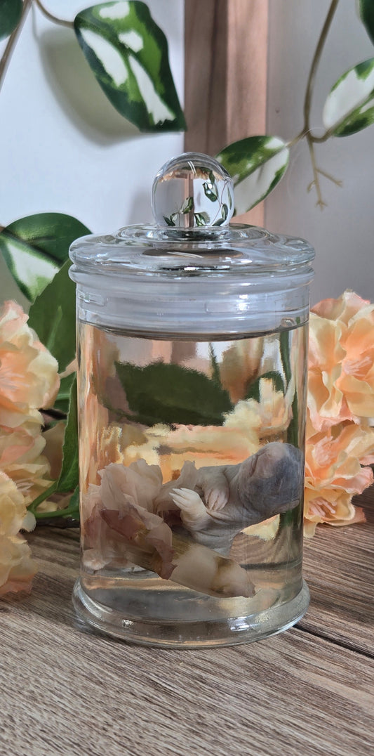 Baby rat with carnation WS15