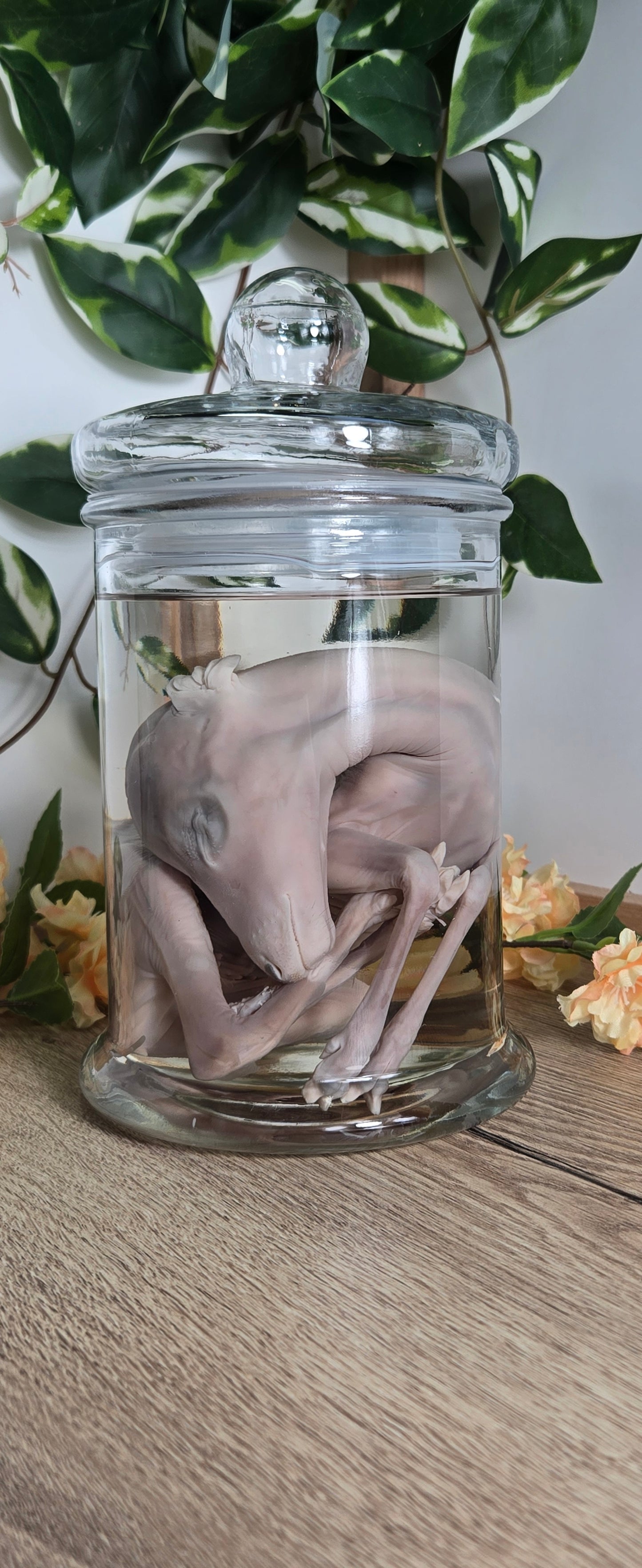 Deer Fetal Wet Specimen