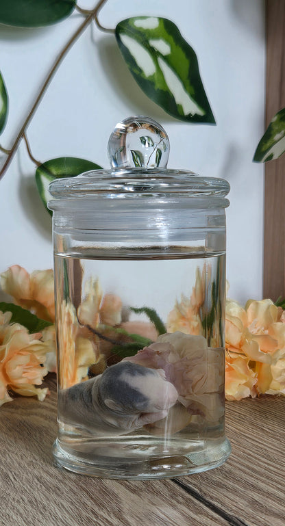 Baby rat with carnation