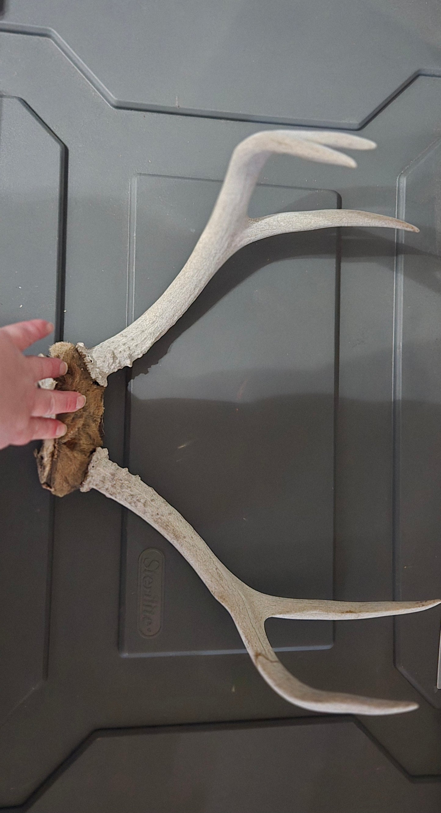 Mule deer antler lot of 3