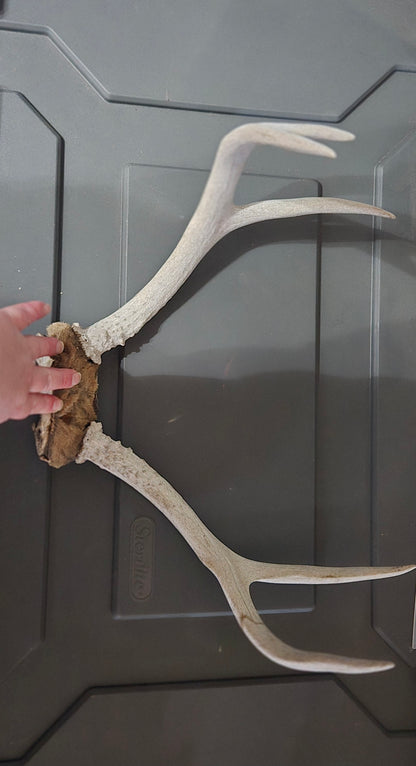 Mule deer antler lot of 3