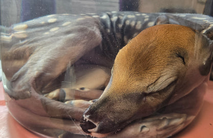 White tail deer fetus -male