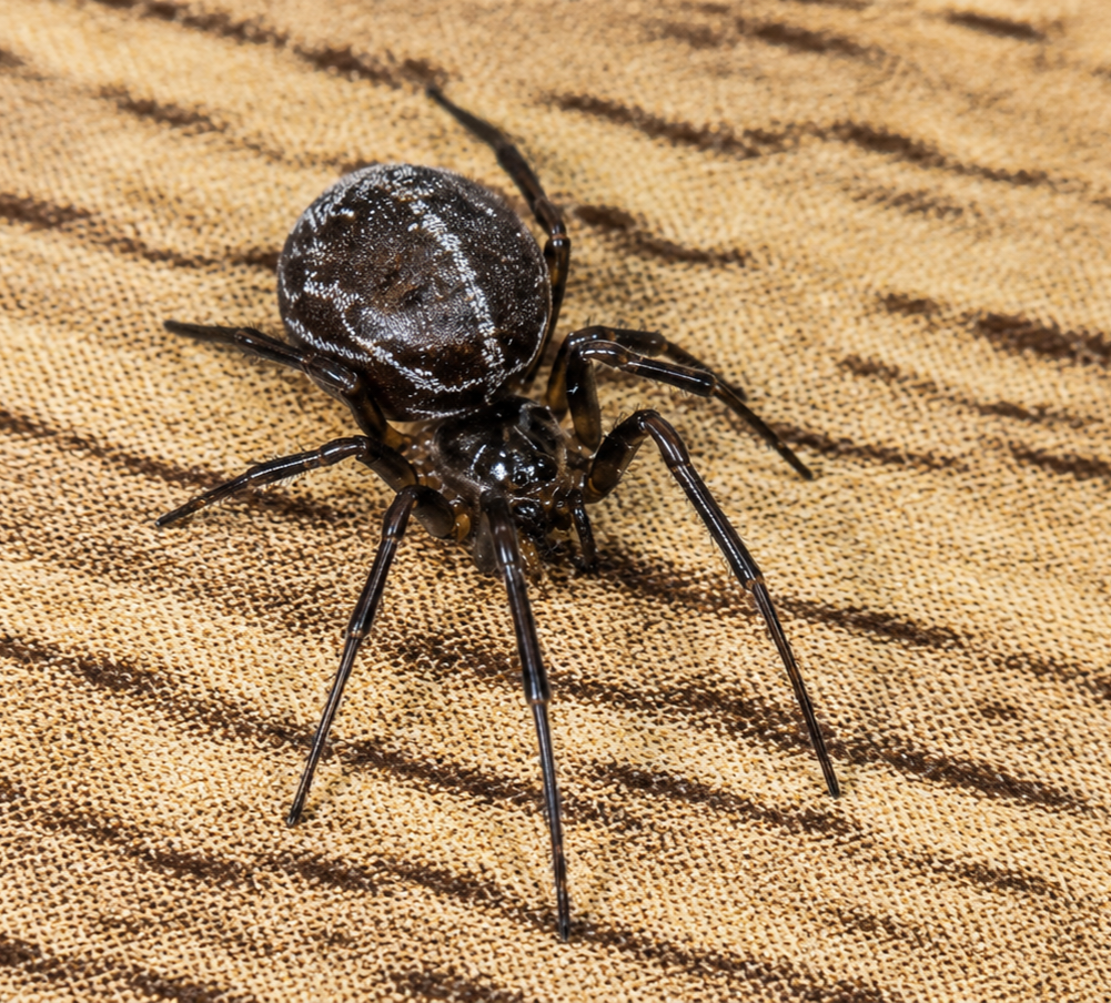 False widow lot