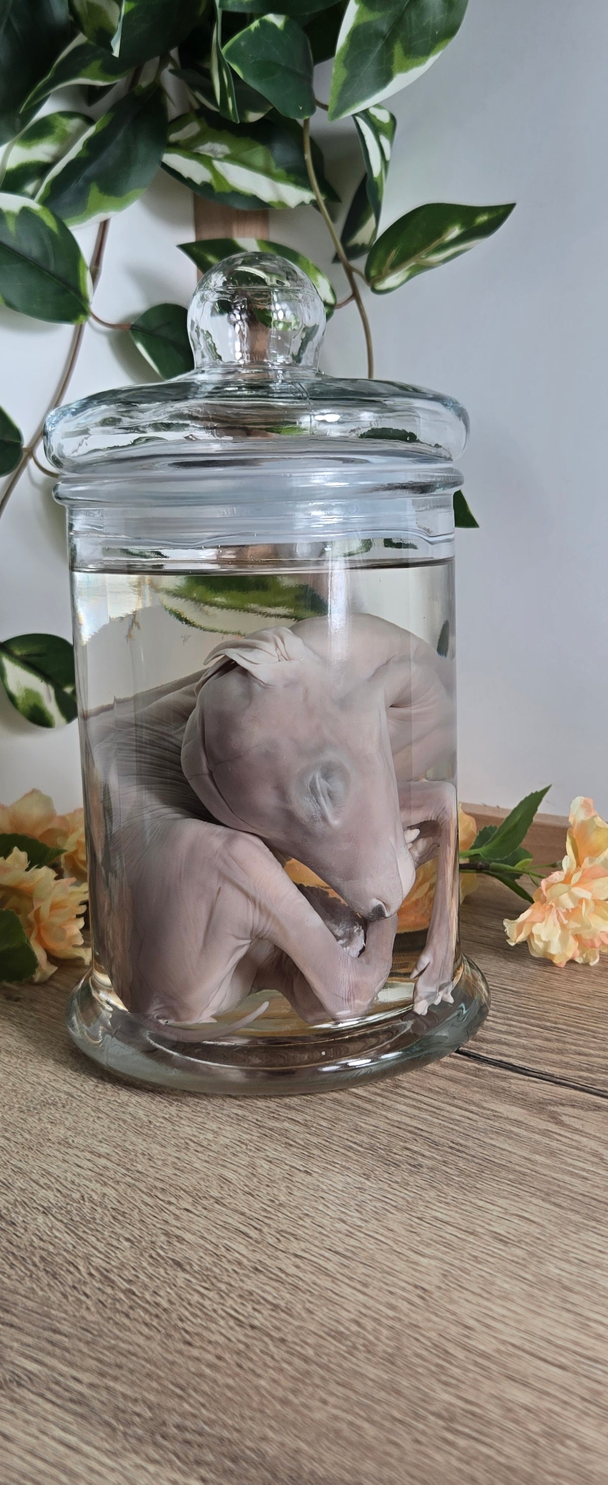 Deer Fetal Wet Specimen