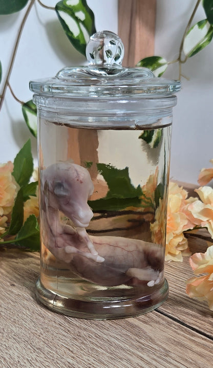 Mini donkey fetus