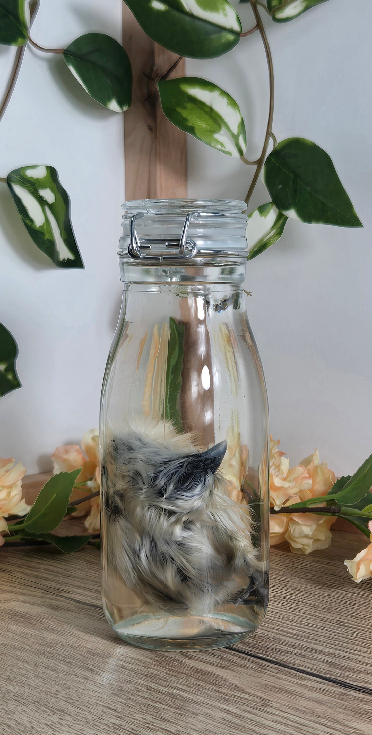 Silkie Chick