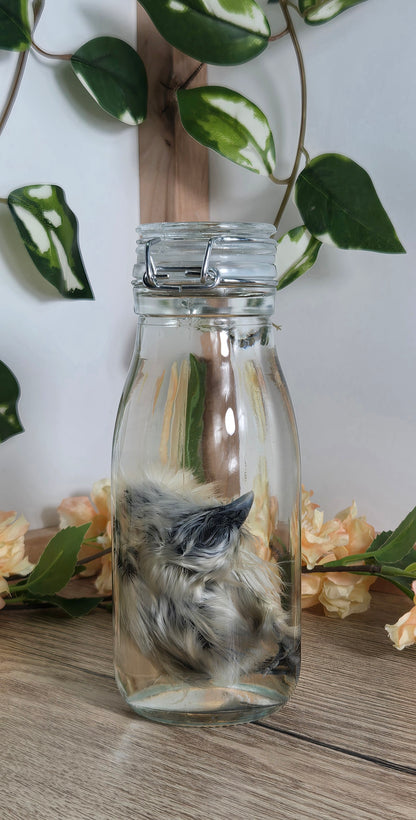 Silkie Chick
