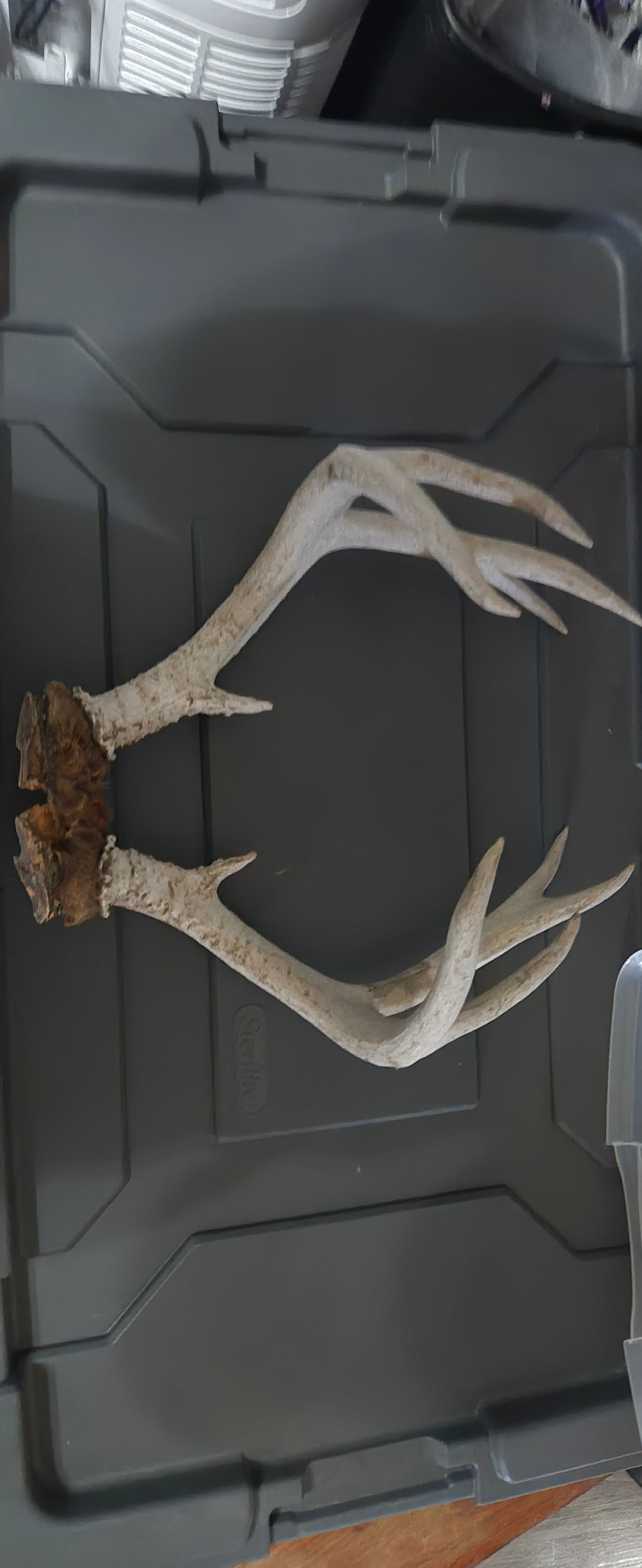 Mule deer antler lot of 3