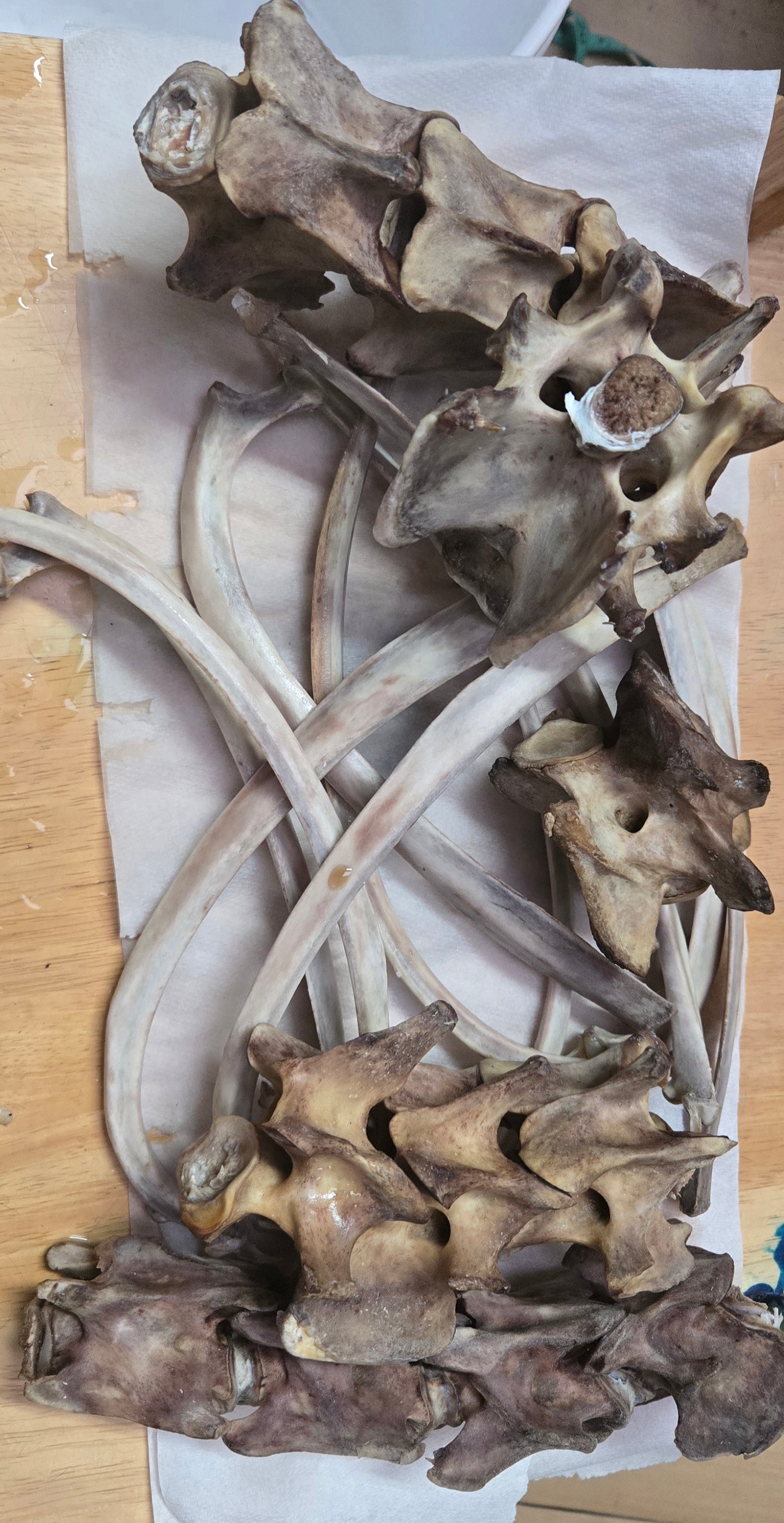Bone lot ribs and verts