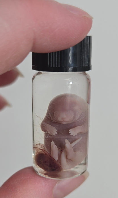 Mouse fetus