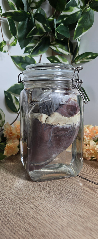 White tail deer heart WS19