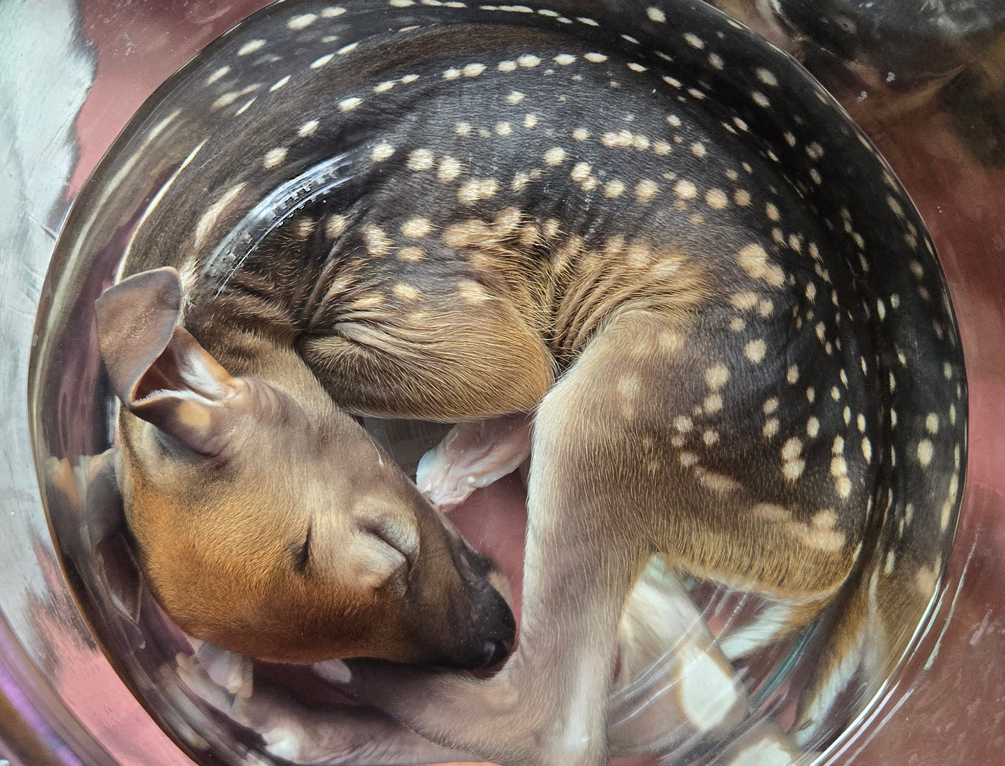 White tail deer fetus -female