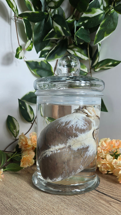White tail deer heart WS21