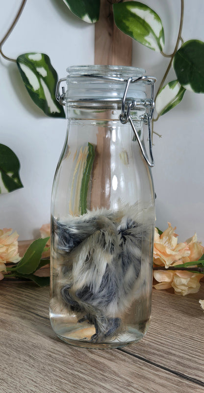 Silkie Chick