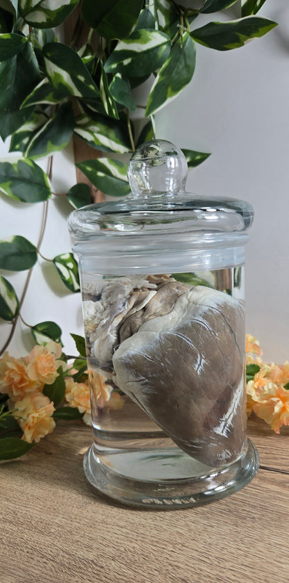 White tail deer heart WS21