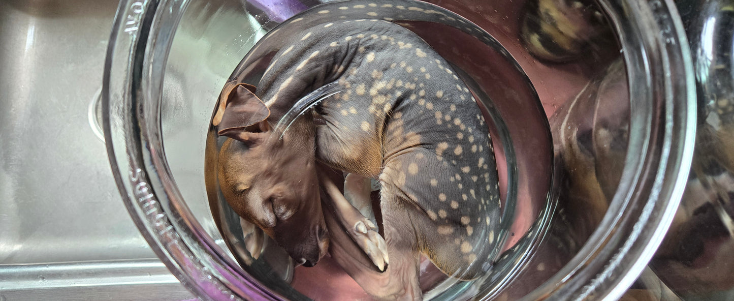 White tail deer fetus -male