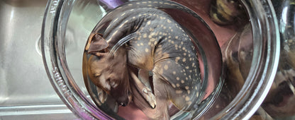 White tail deer fetus -male