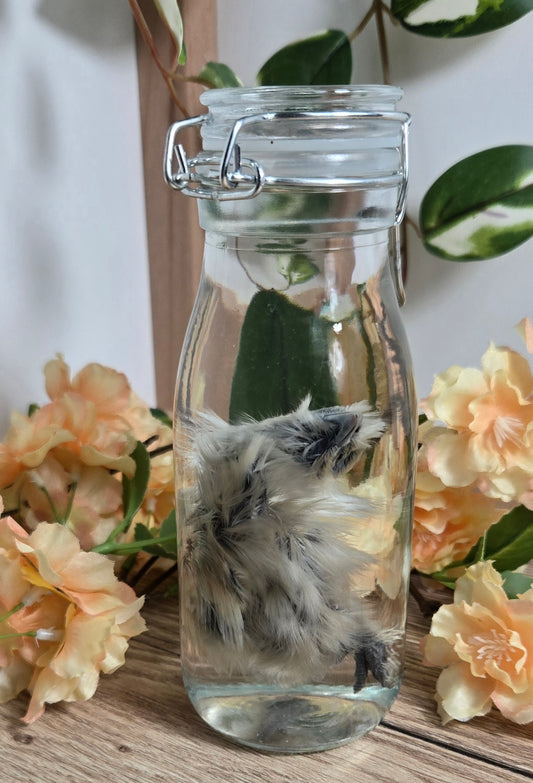 Silkie Chick WS26