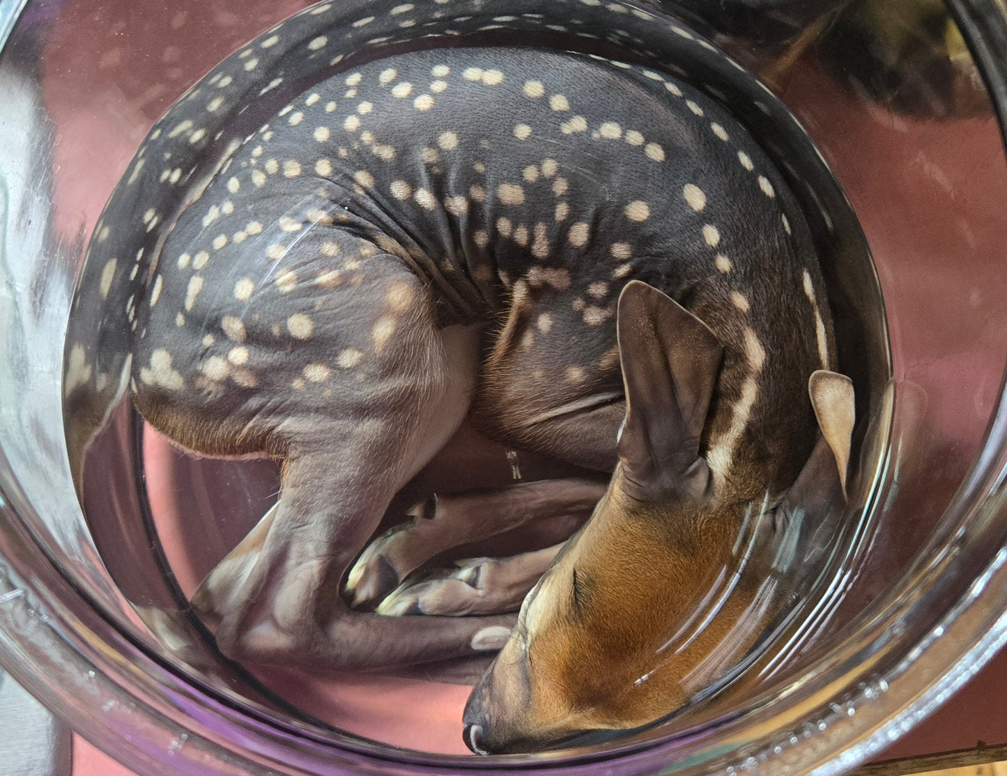 White tail deer fetus -male