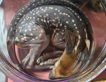 White tail deer fetus -male