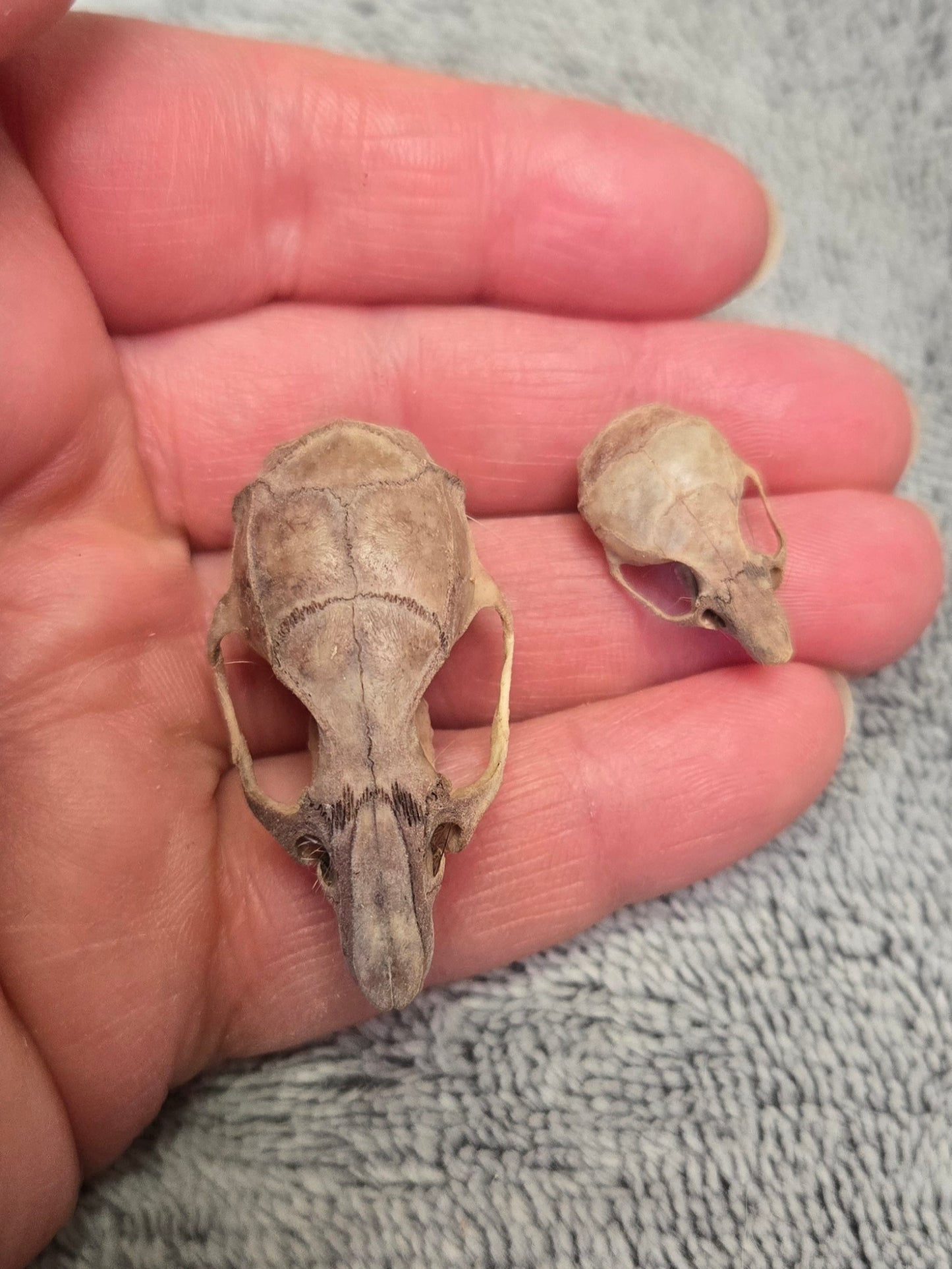 Rodent Skull lot