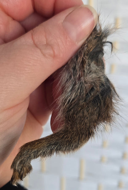 Squirrel Foot - Back Foot | Real Natural Specimen Oddity Curiosity