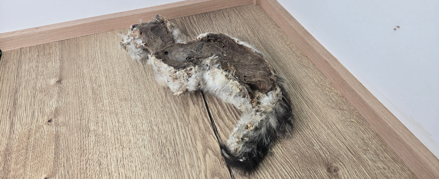Mummified cat and bone lot