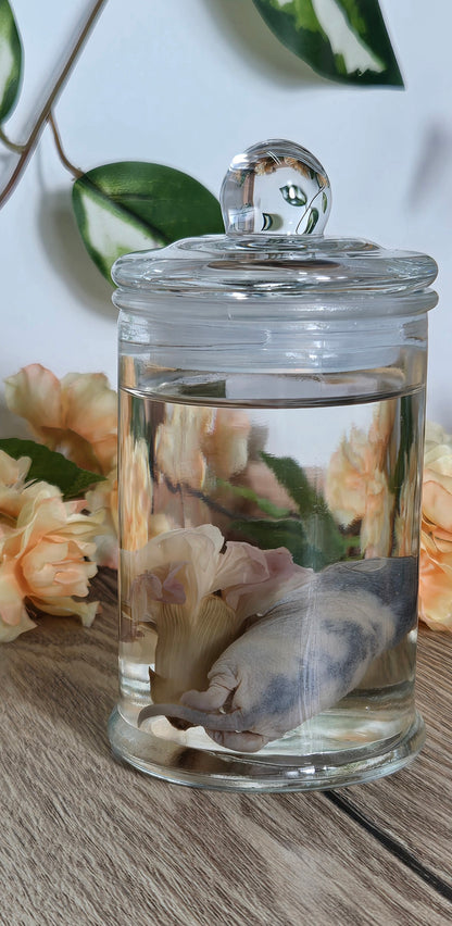 Baby rat with carnation